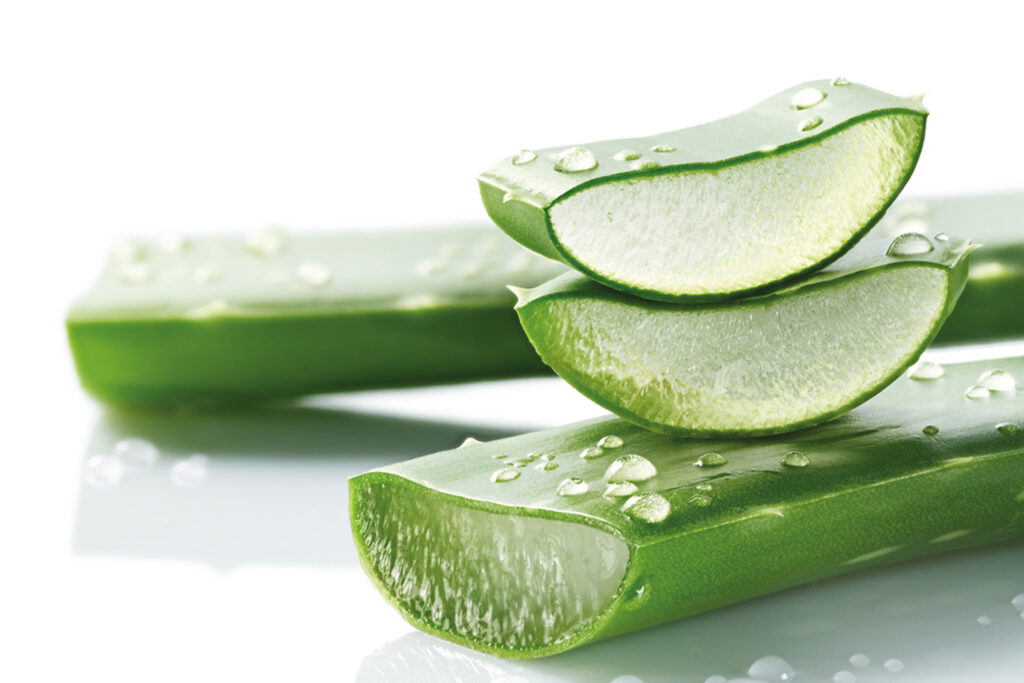 aloe 1500px aloe 1500px