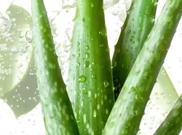 aloe vera01